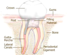 Tooth details